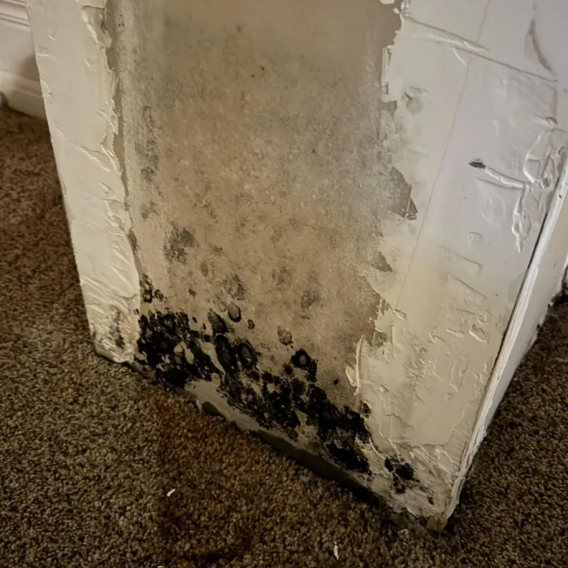 Professional Mold Removal in Fall River, MA